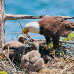 Eagle Feeding Chicks