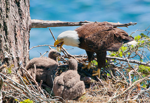 Eagle Feeding Chicks