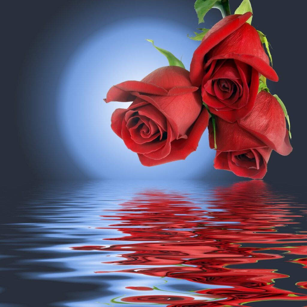 100_cicekler-6083_1 (1)