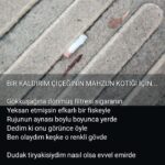 Bir Kaldırım Çiçeğinin Mahzun Kotiği İçin