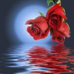 Gül İle Gezersen Gül Kokarsın