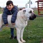 Köpeğin Tüyünden Hukukun Suyuna Çıkma!