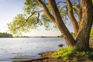 depositphotos_195858440-stock-photo-scenic-tree-on-shore-of