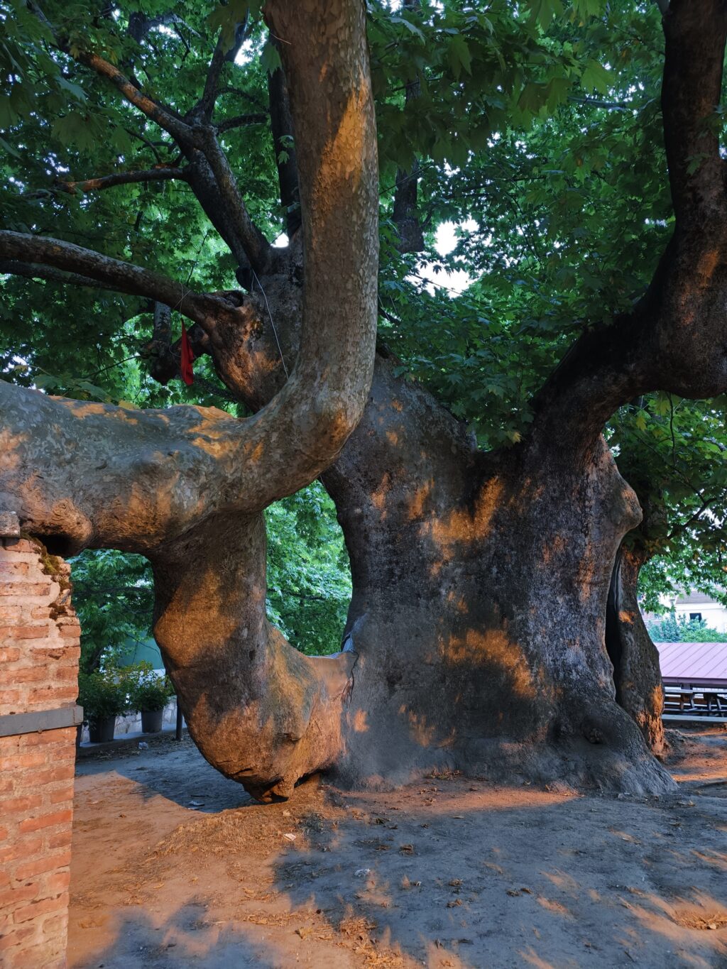 oplus_3145760