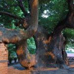 oplus_3145760