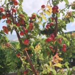 Oplus_19005440
