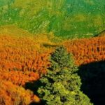 20181111_yenice-ormanlarinda-sonbahar-guzelligi
