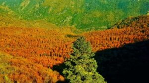 20181111_yenice-ormanlarinda-sonbahar-guzelligi