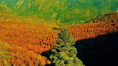 20181111_yenice-ormanlarinda-sonbahar-guzelligi